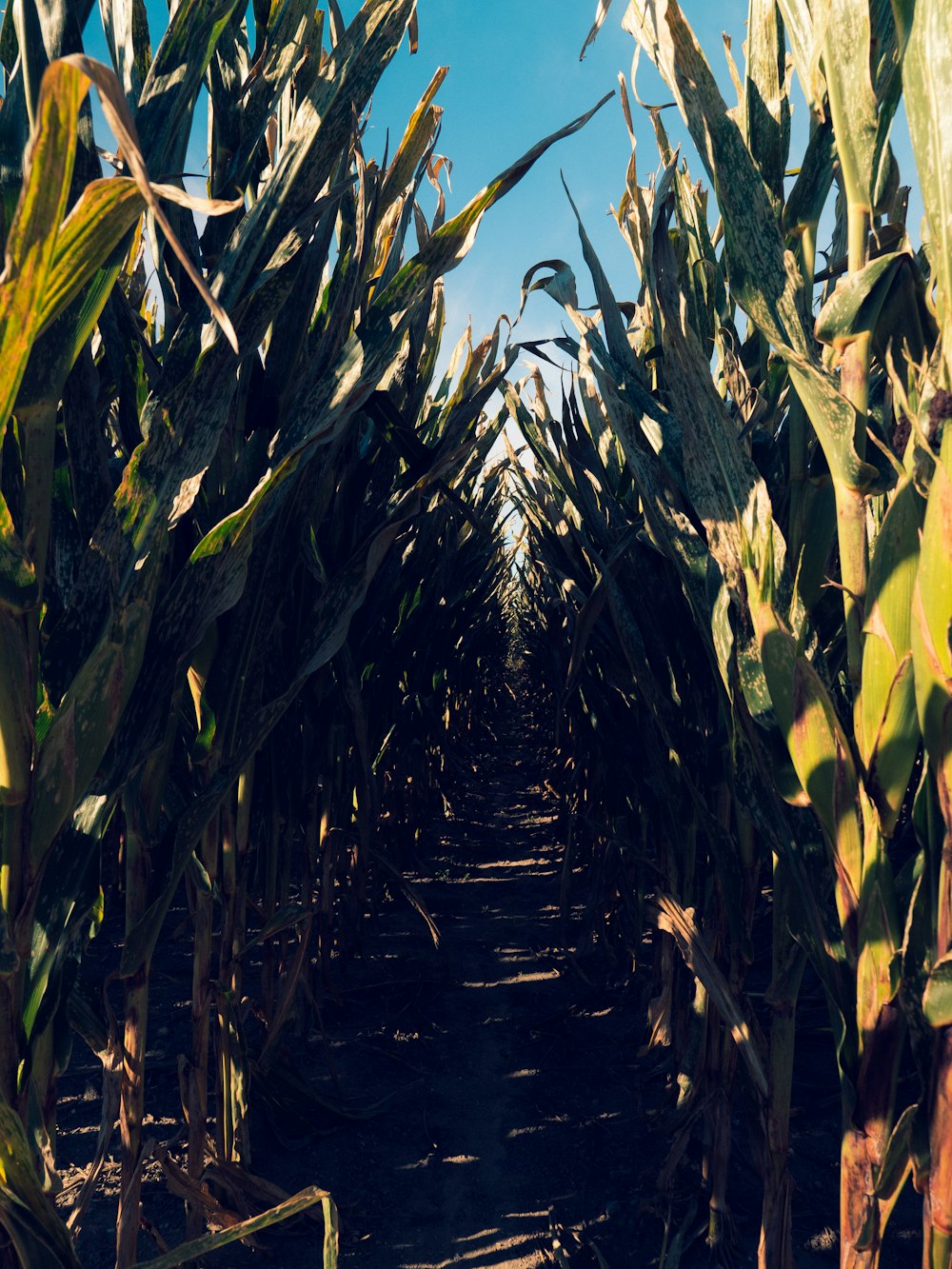 green and yellow corn field during daytime