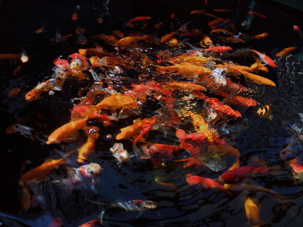 Menschen in einem Fischschwarm