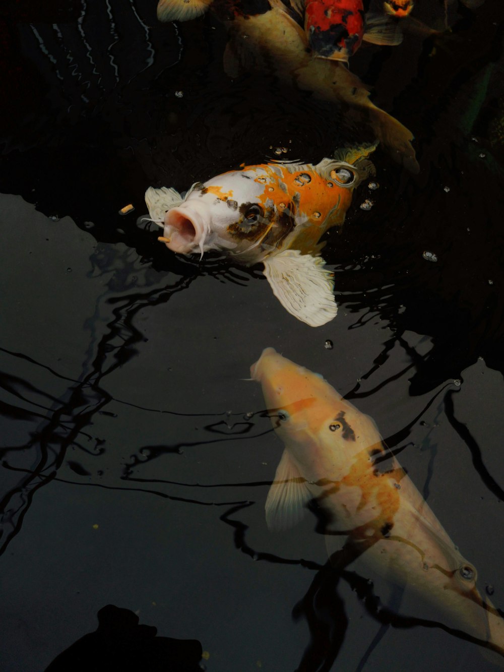 Peces koi blancos y naranjas