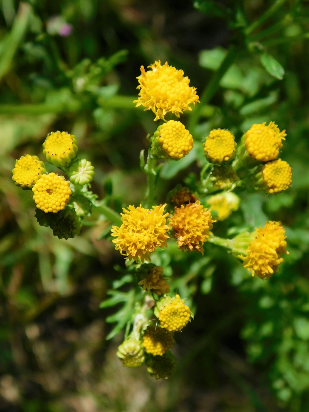 yellow flowers in tilt shift lens