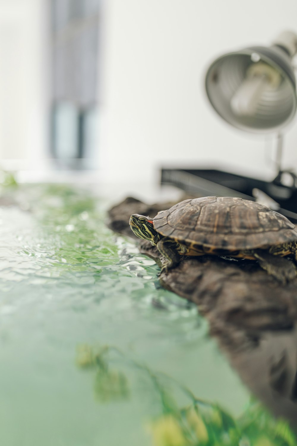 brown turtle on green water