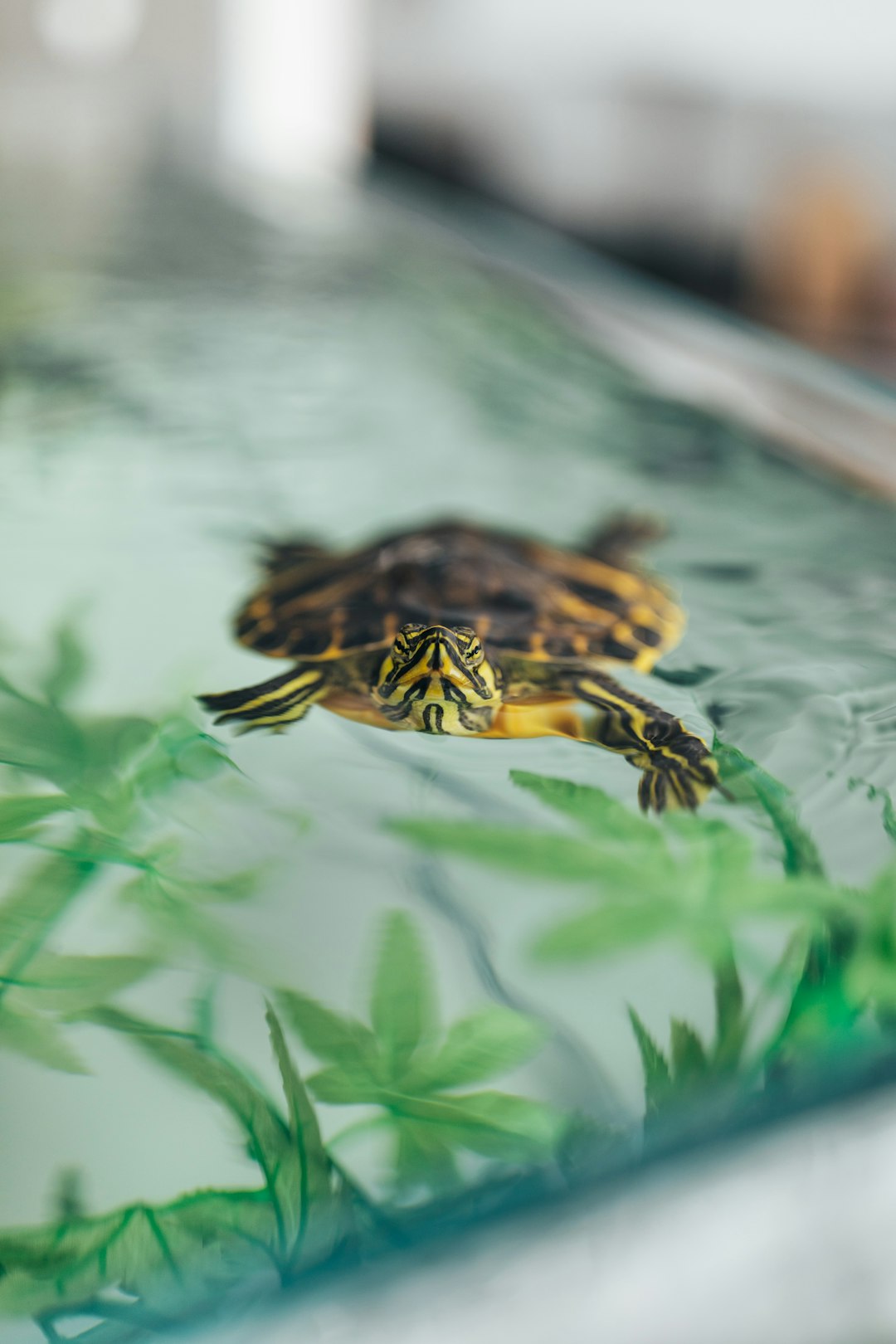 black and yellow turtle on water