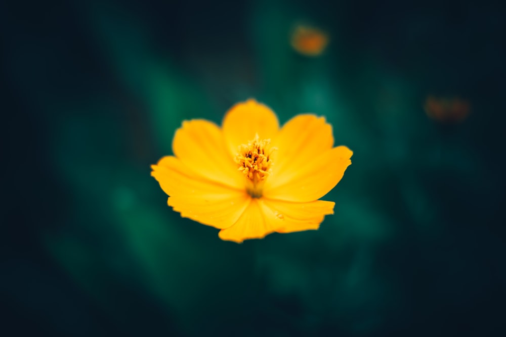 flor amarilla en lente de cambio de inclinación