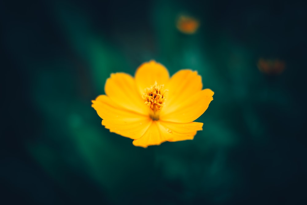 yellow flower in tilt shift lens