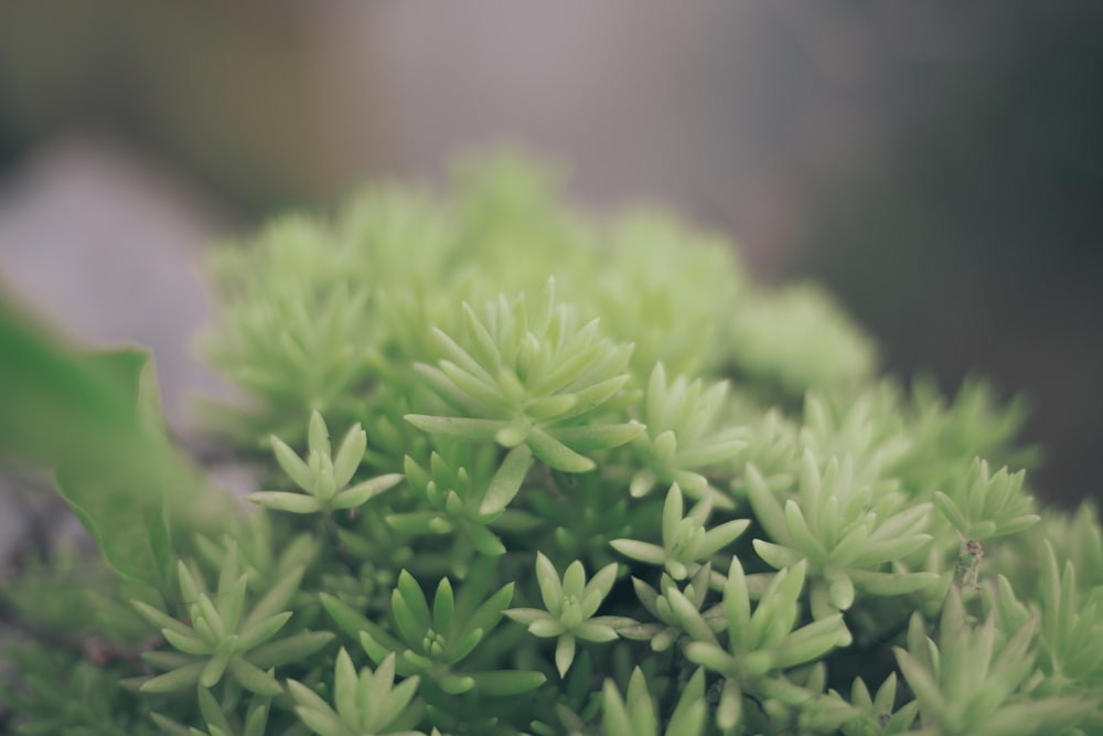 green plant in close up photography