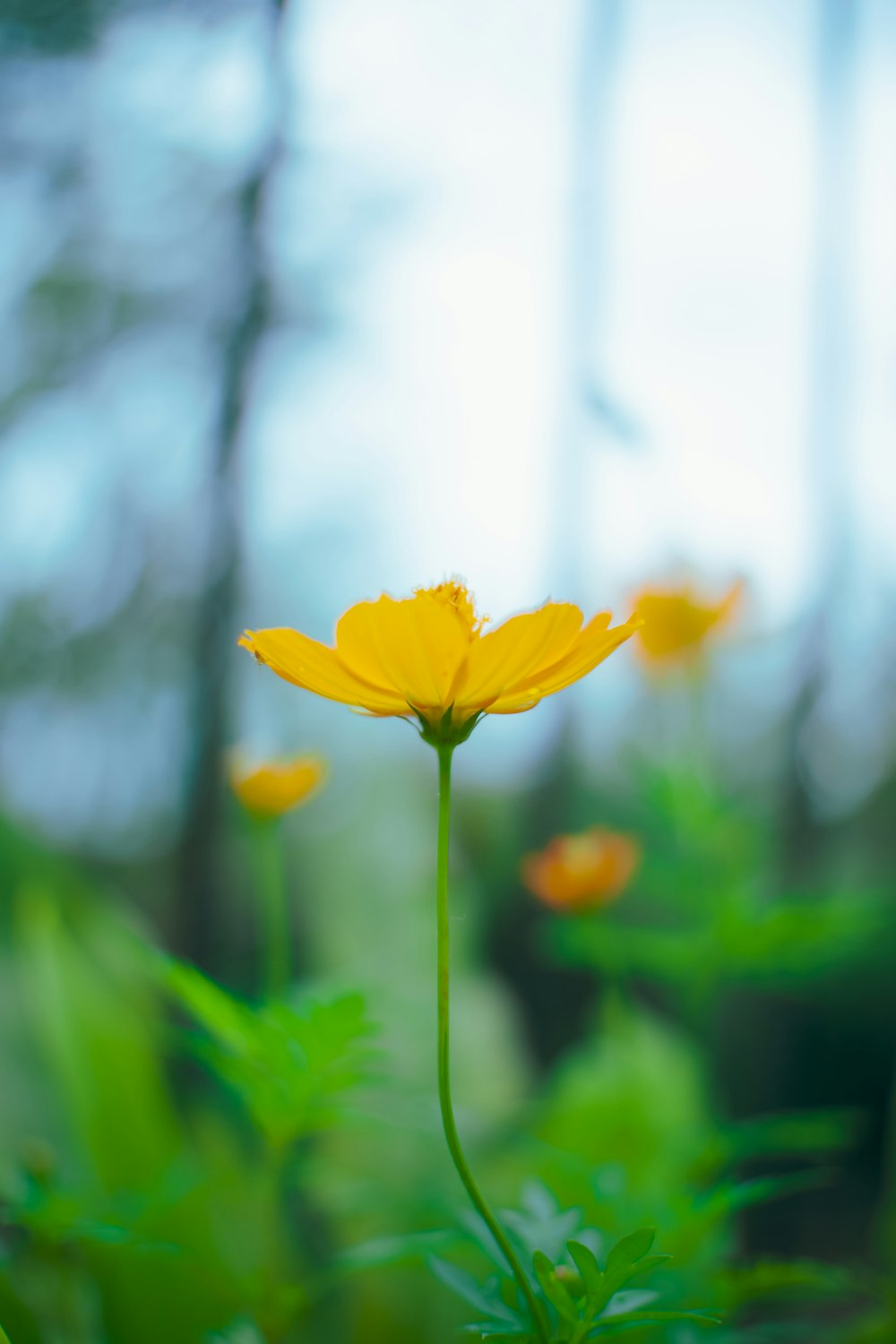 yellow flower in tilt shift lens