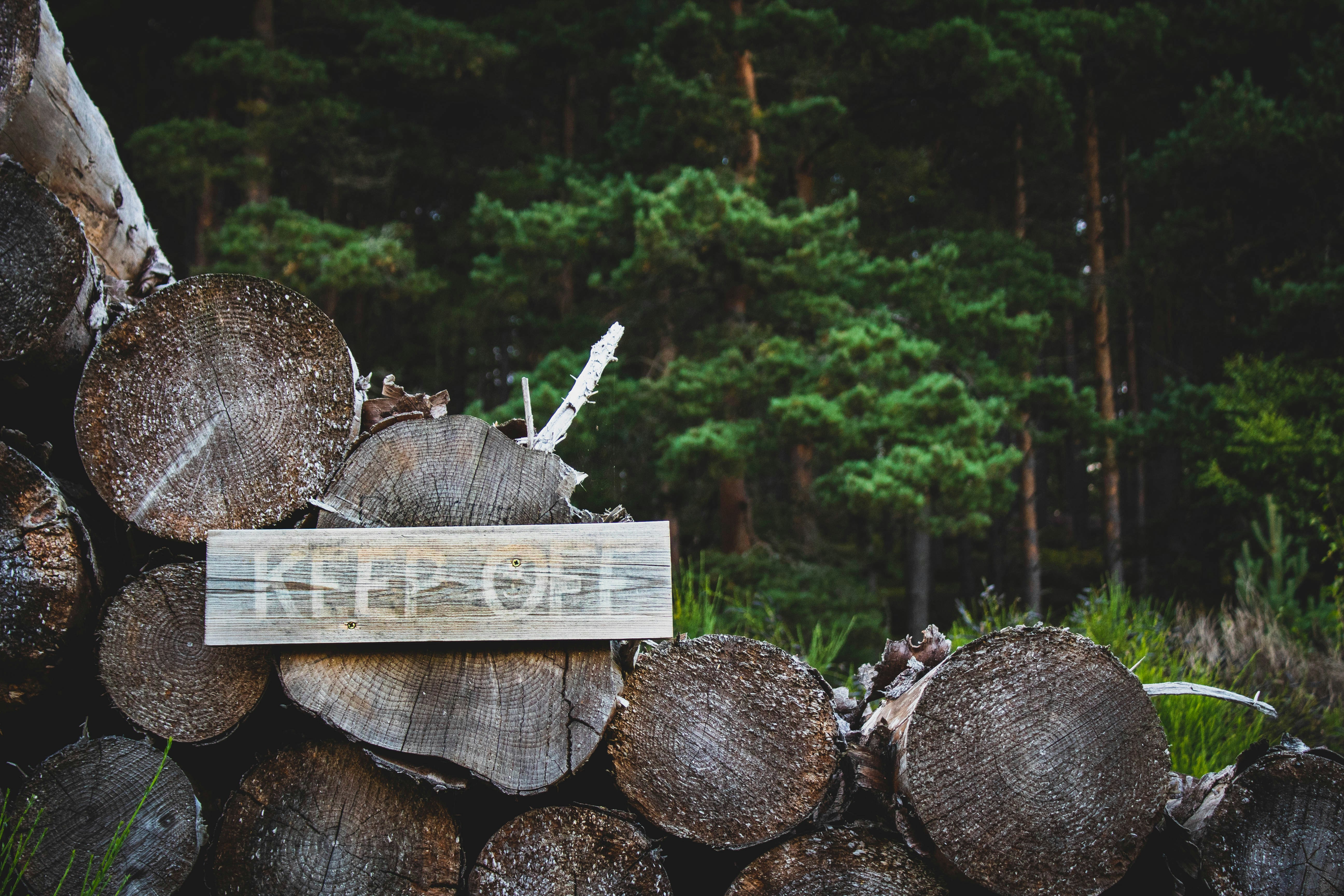 brown wood logs on forest during daytime