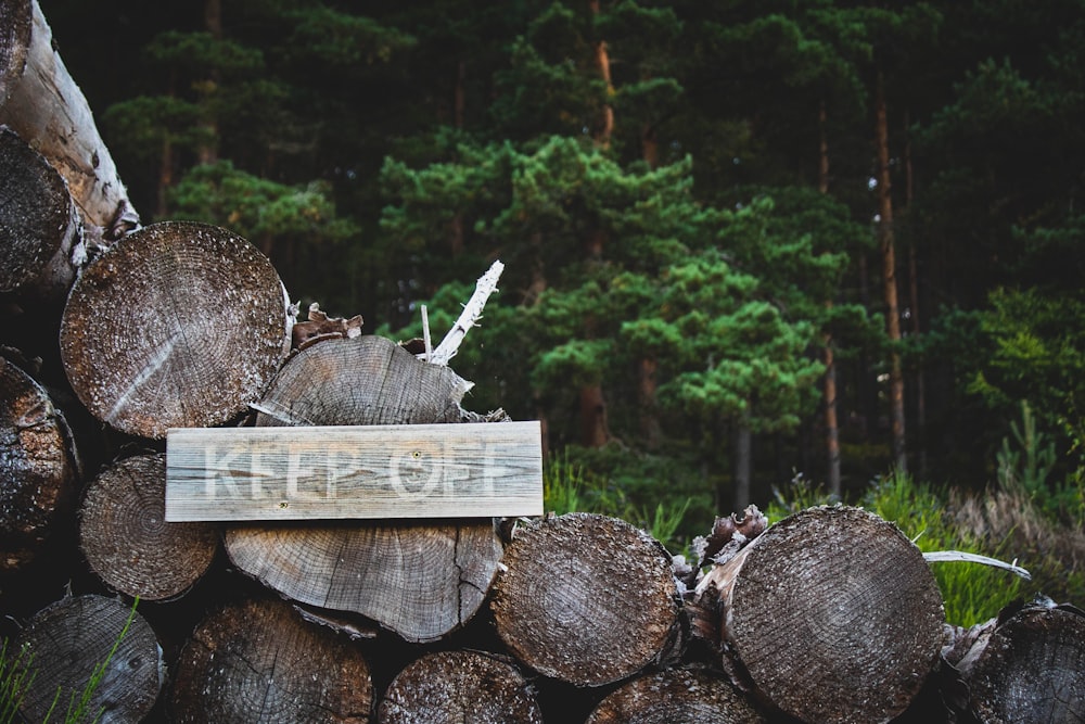 brown wood logs on forest during daytime