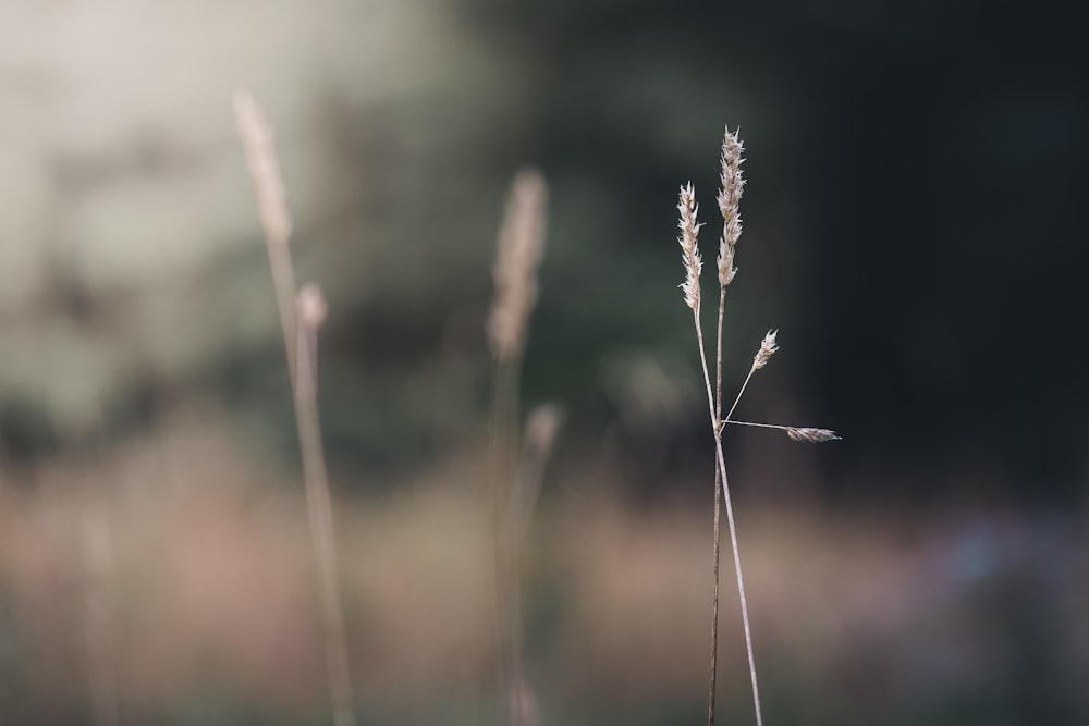 brown wheat in close up photography