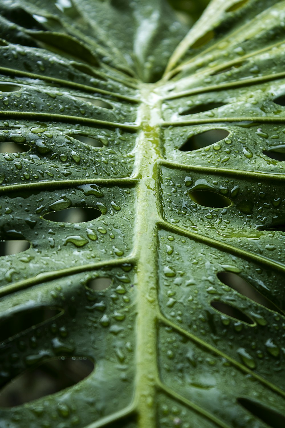 water droplets on green leaf