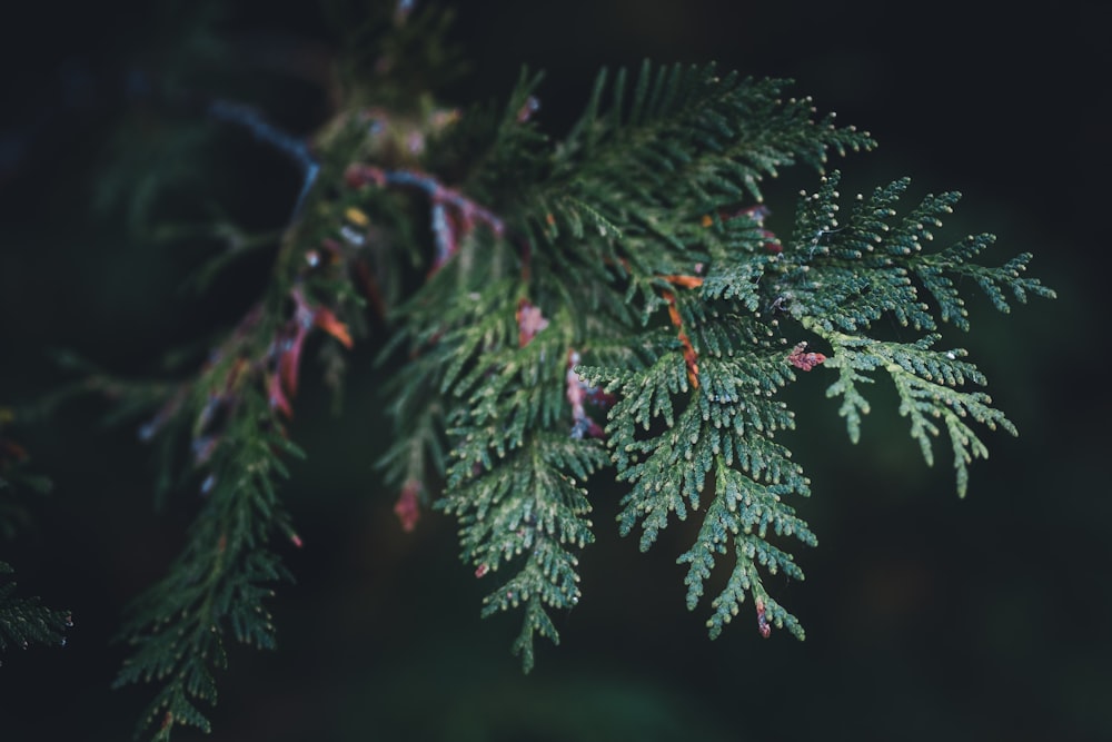 green pine tree with water droplets