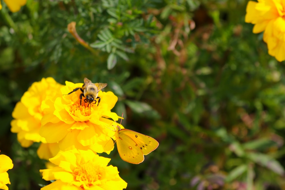 yellow flower with green leaves