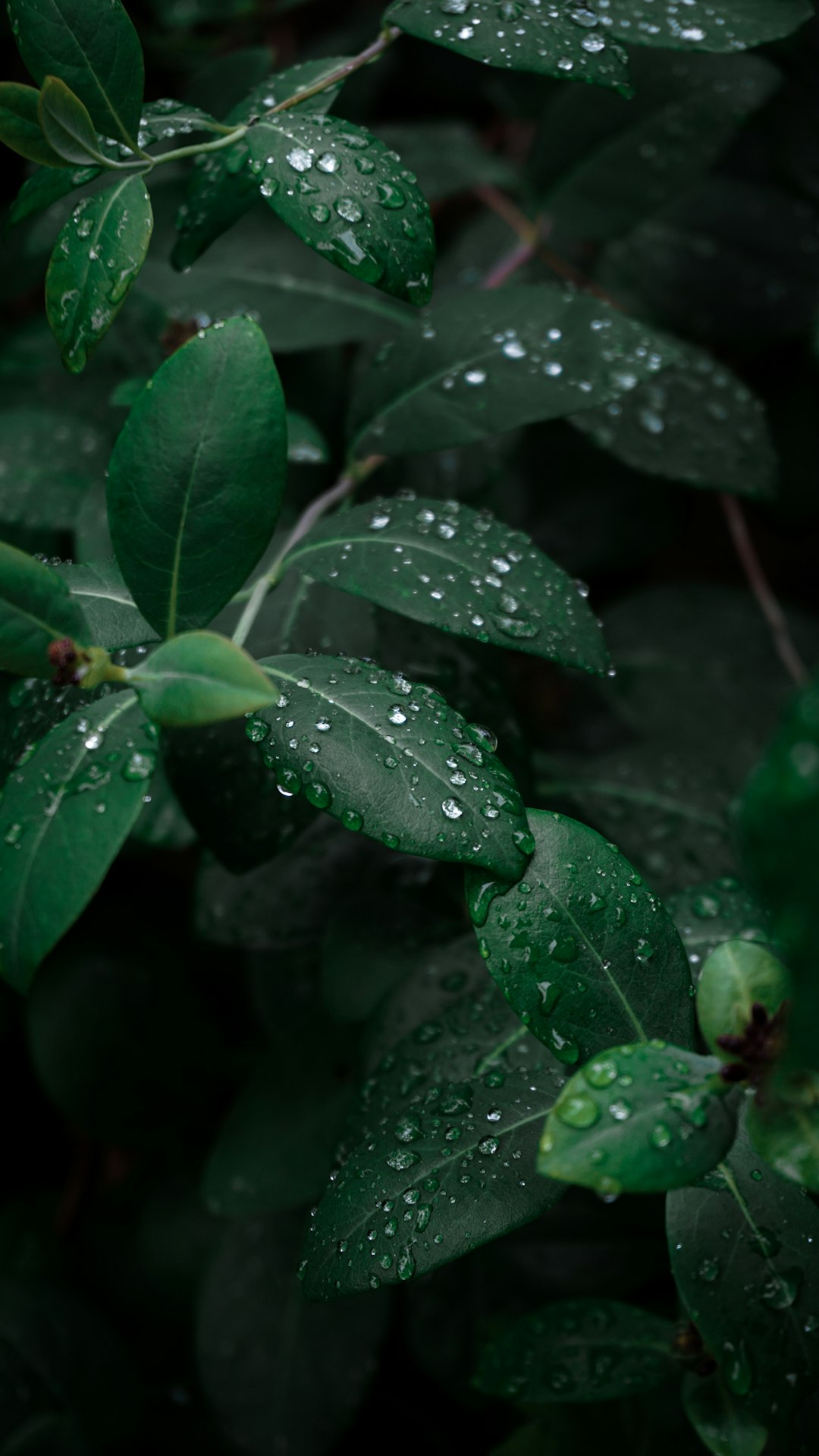 water droplets on green leaves