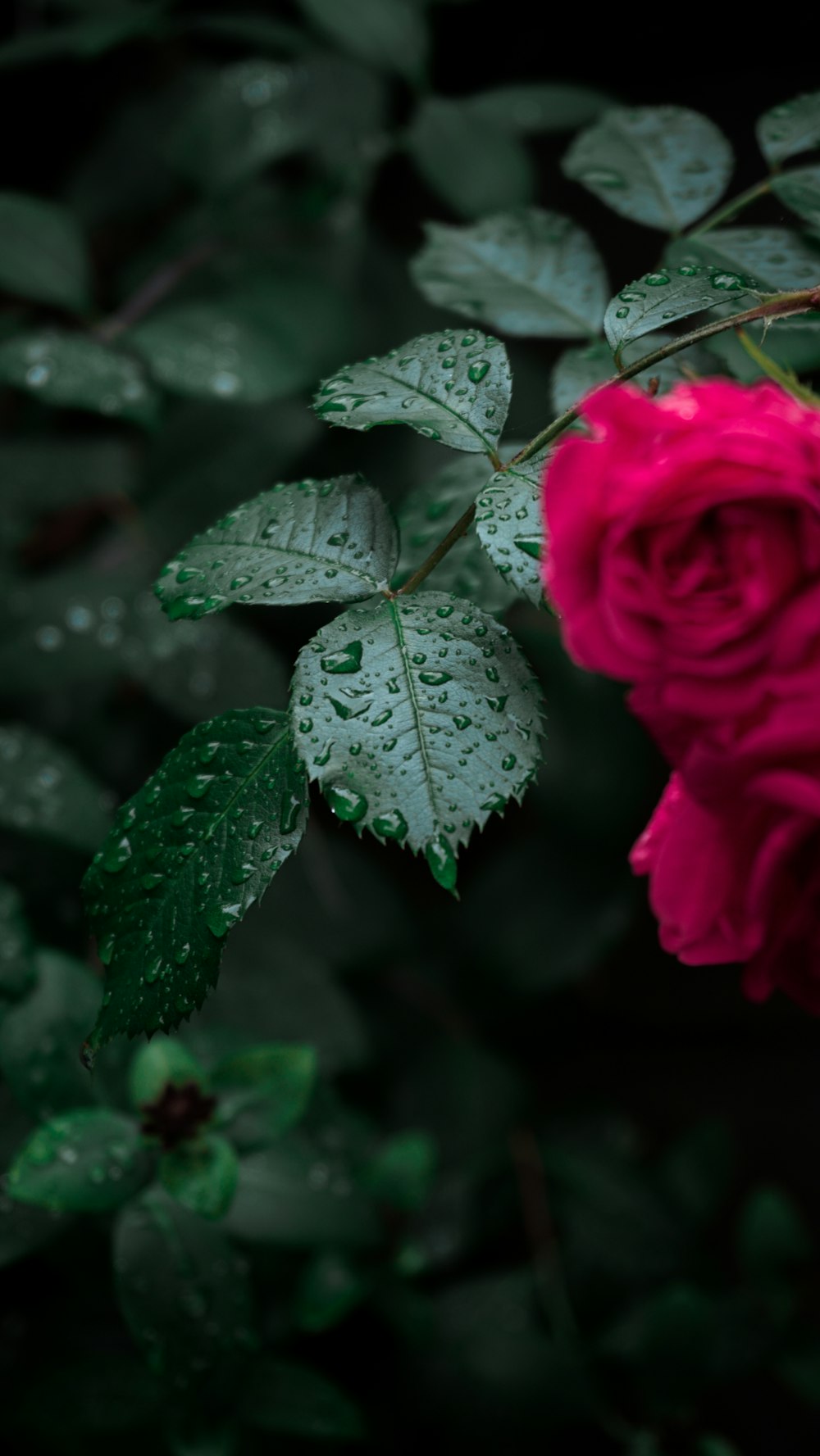 red rose in bloom during daytime