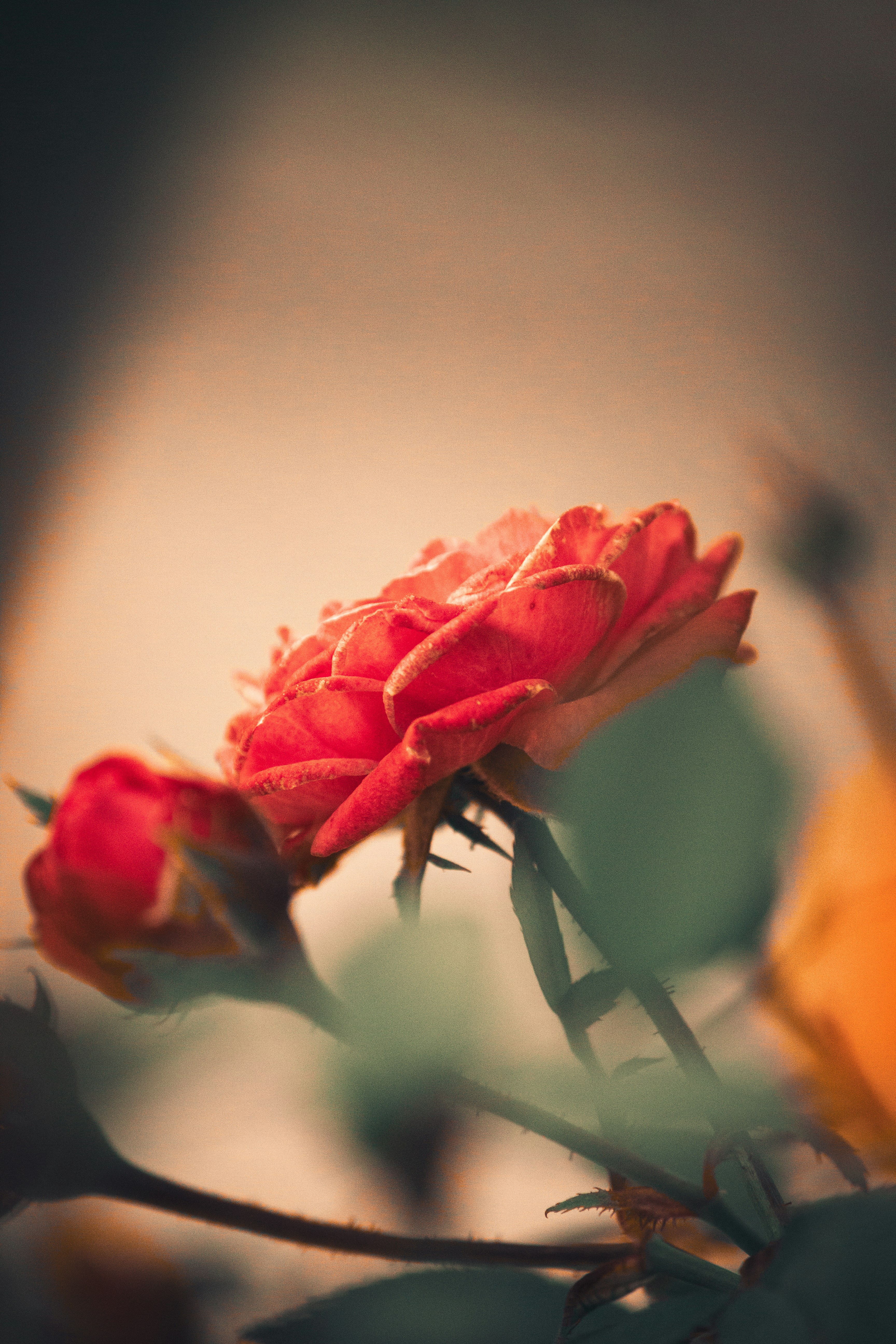 Photo by thilak_cm212