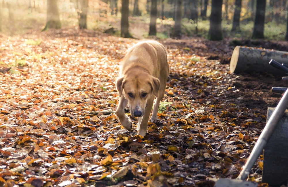 brown short coated dog on brown dried leaves during daytime
