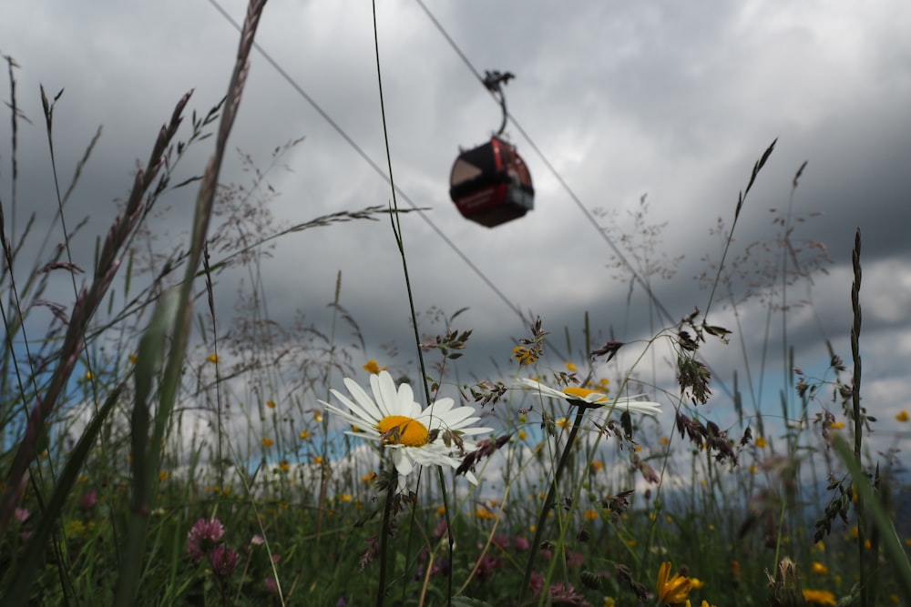 red and black bird flying over white flowers under cloudy sky during daytime