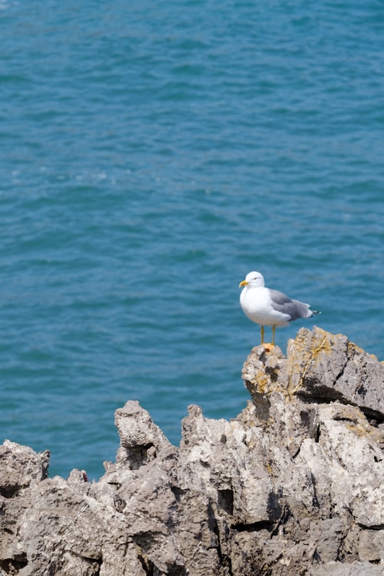 white and gray bird on gray rock near body of water during daytime in Llanes Spain