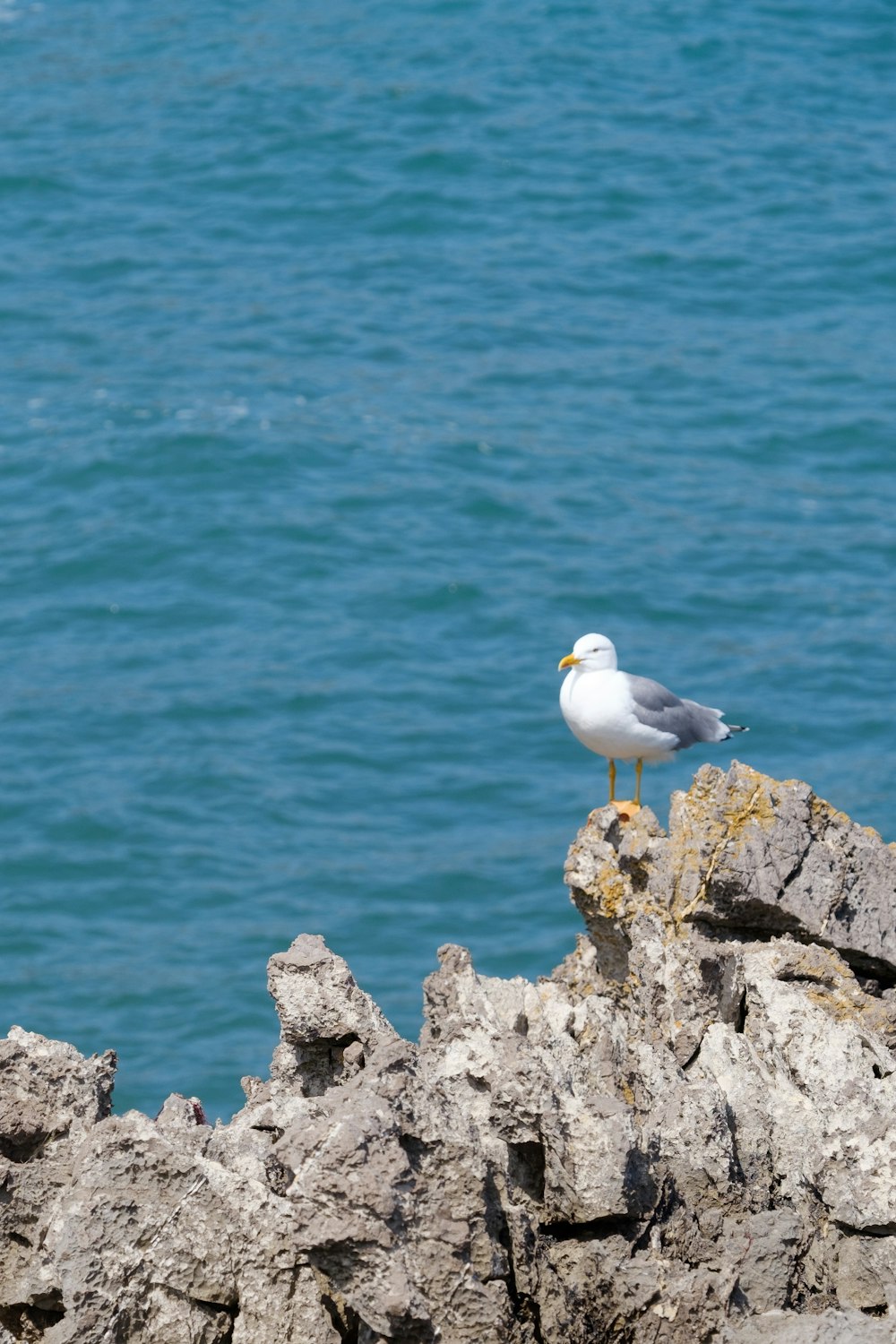 white and gray bird on gray rock near body of water during daytime