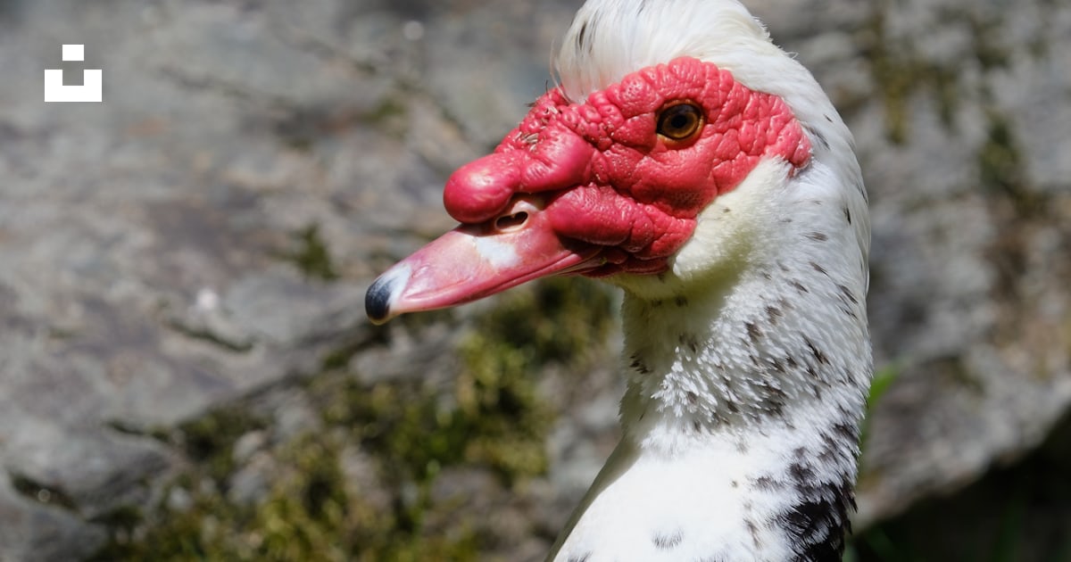 Black and white duck on green grass during daytime photo – Free Praia