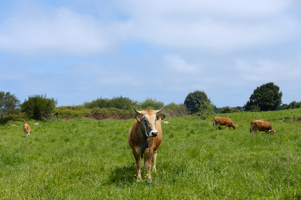 brown cow on green grass field during daytime