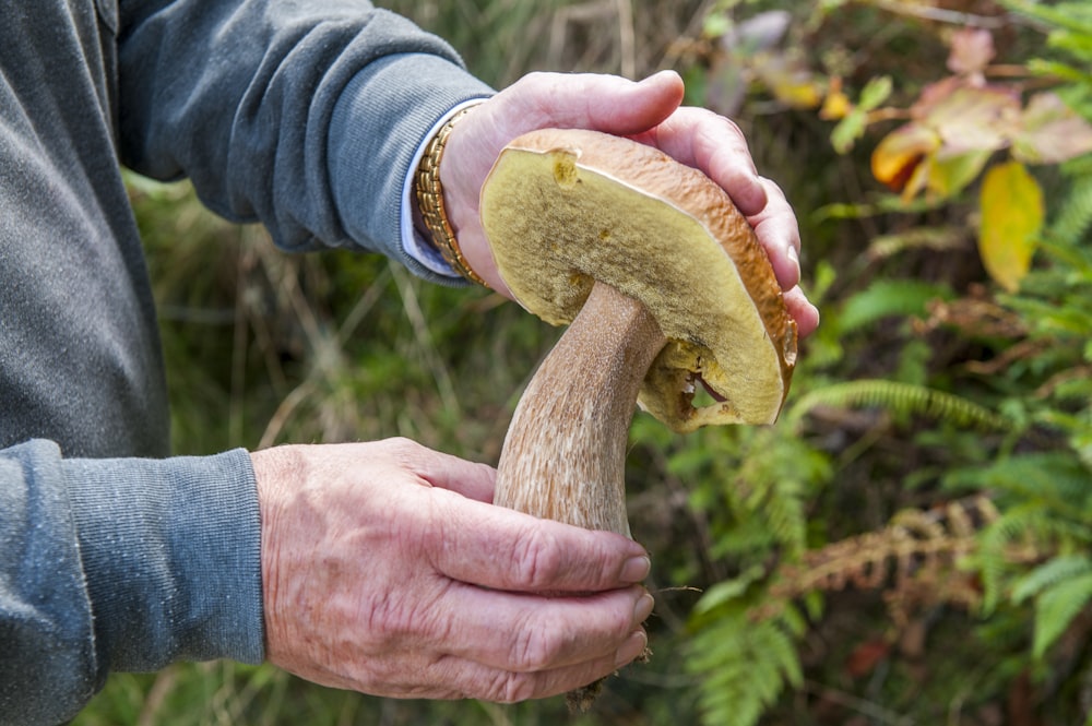 person holding brown mushroom during daytime