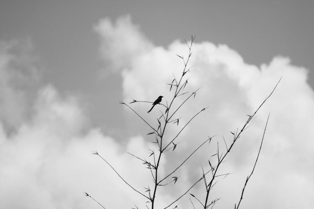 black bird flying on the sky