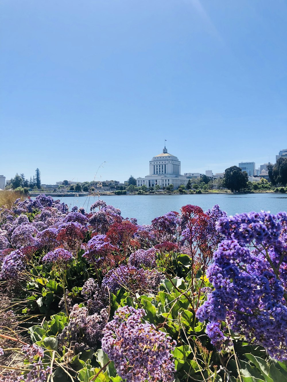 Flores moradas cerca del cuerpo de agua durante el día