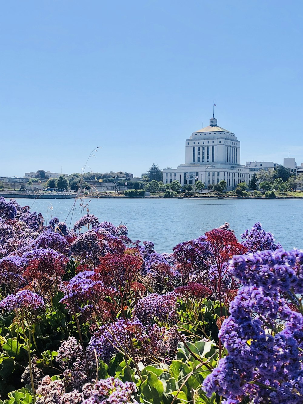 pink flowers near body of water during daytime