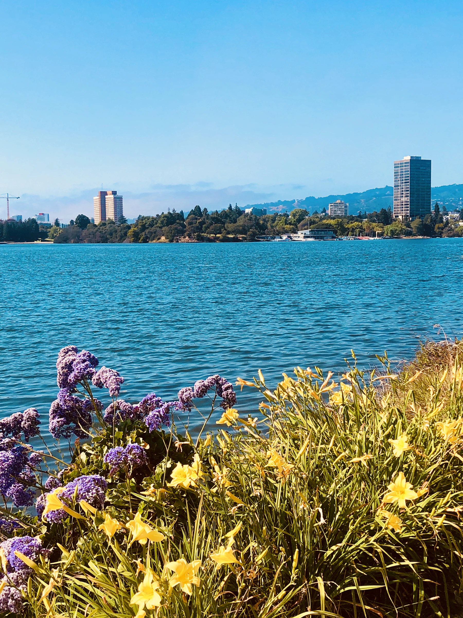 Purple and yellow flowers beside Lake Merritt in Oakland, with the water and buildings beyond.