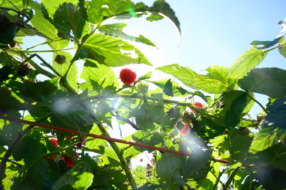 red flower buds with green leaves during daytime