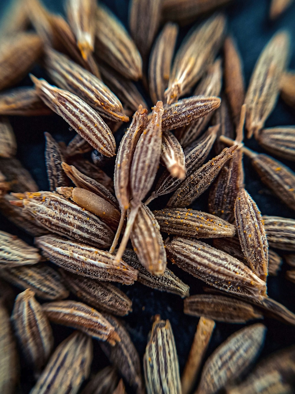 brown and white pine cone