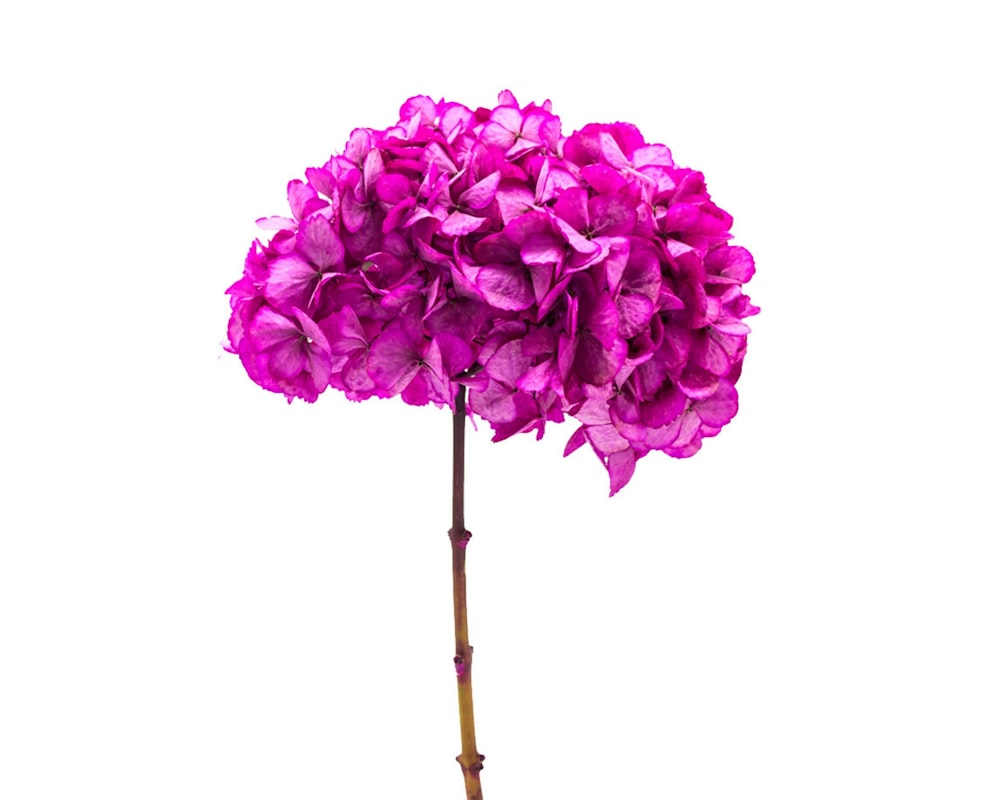 pink flower on white background