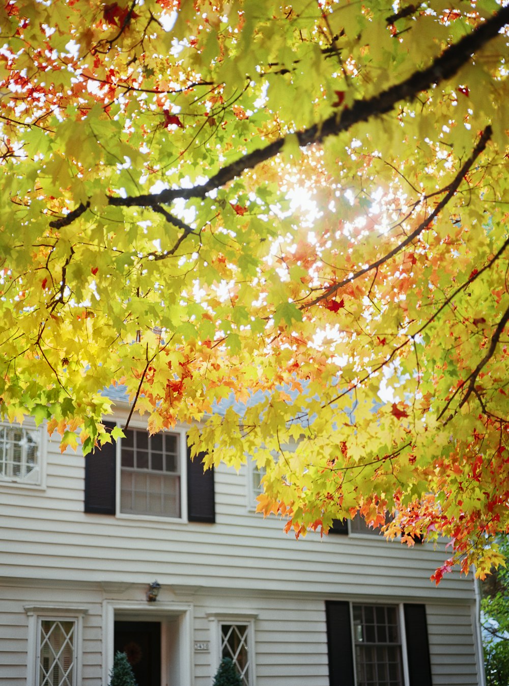 yellow and red maple tree