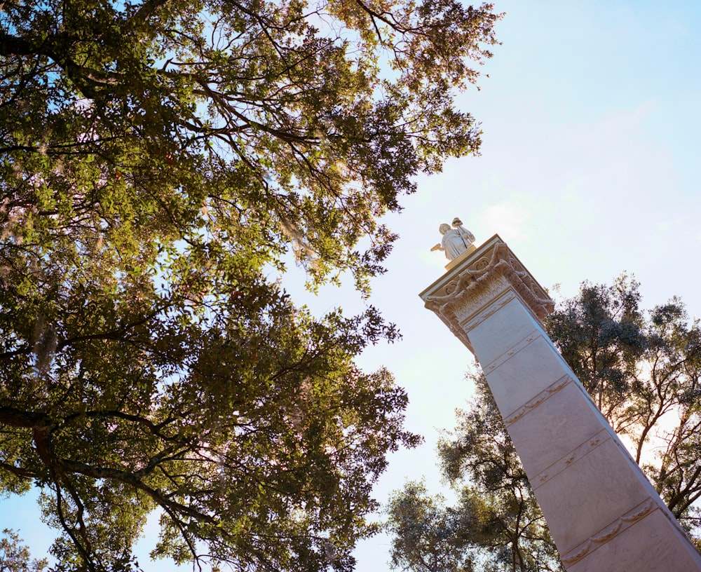 alberi verdi e marroni sotto il cielo bianco durante il giorno