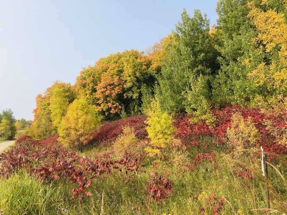 green and yellow trees under blue sky during daytime