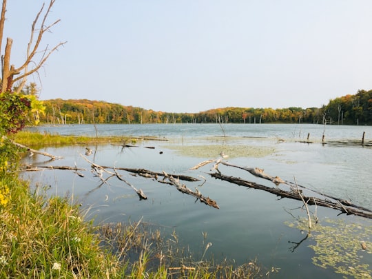 brown tree branch on water in Maplewood State Park United States