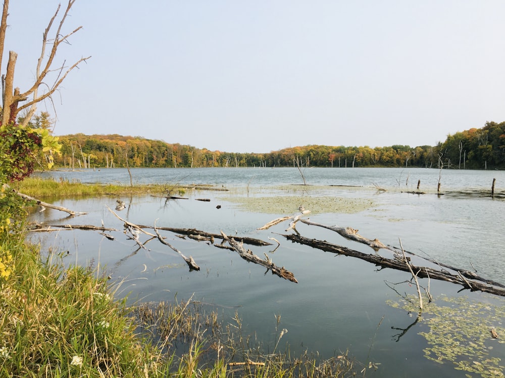 brown tree branch on water