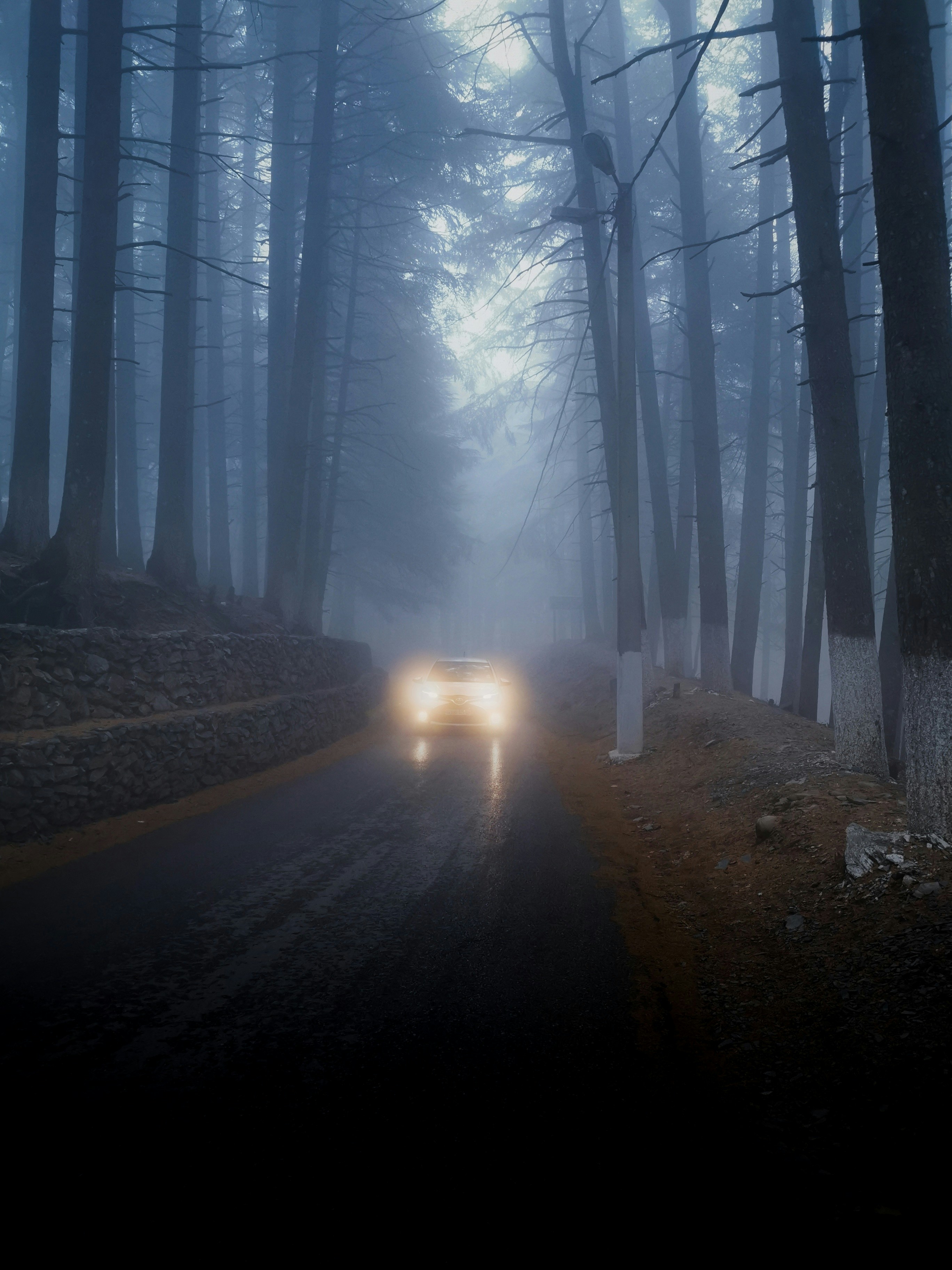blog illustration, ilustrasi artikel Elevate Your Screen: The Allure of Foggy Forest & Moody Car Wallpapers 8