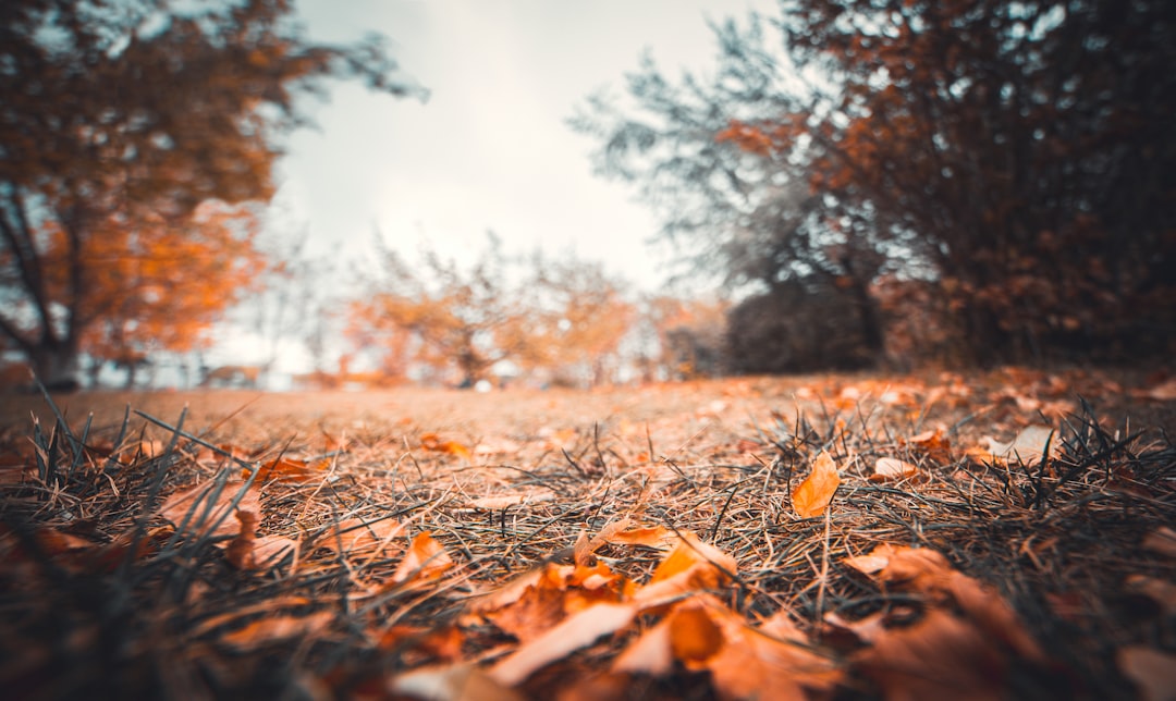 brown dried leaves on ground during daytime