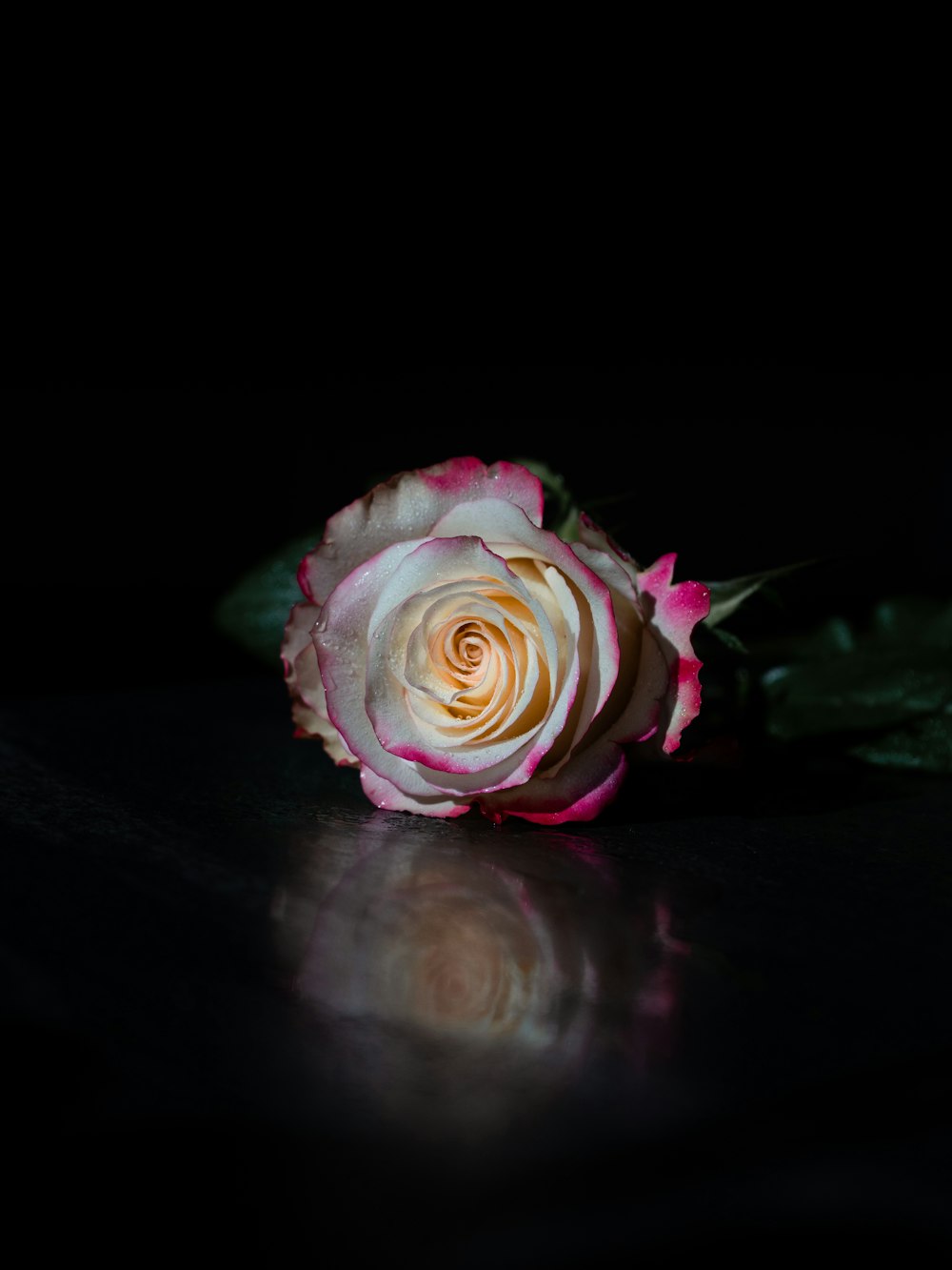 pink and white rose in black background