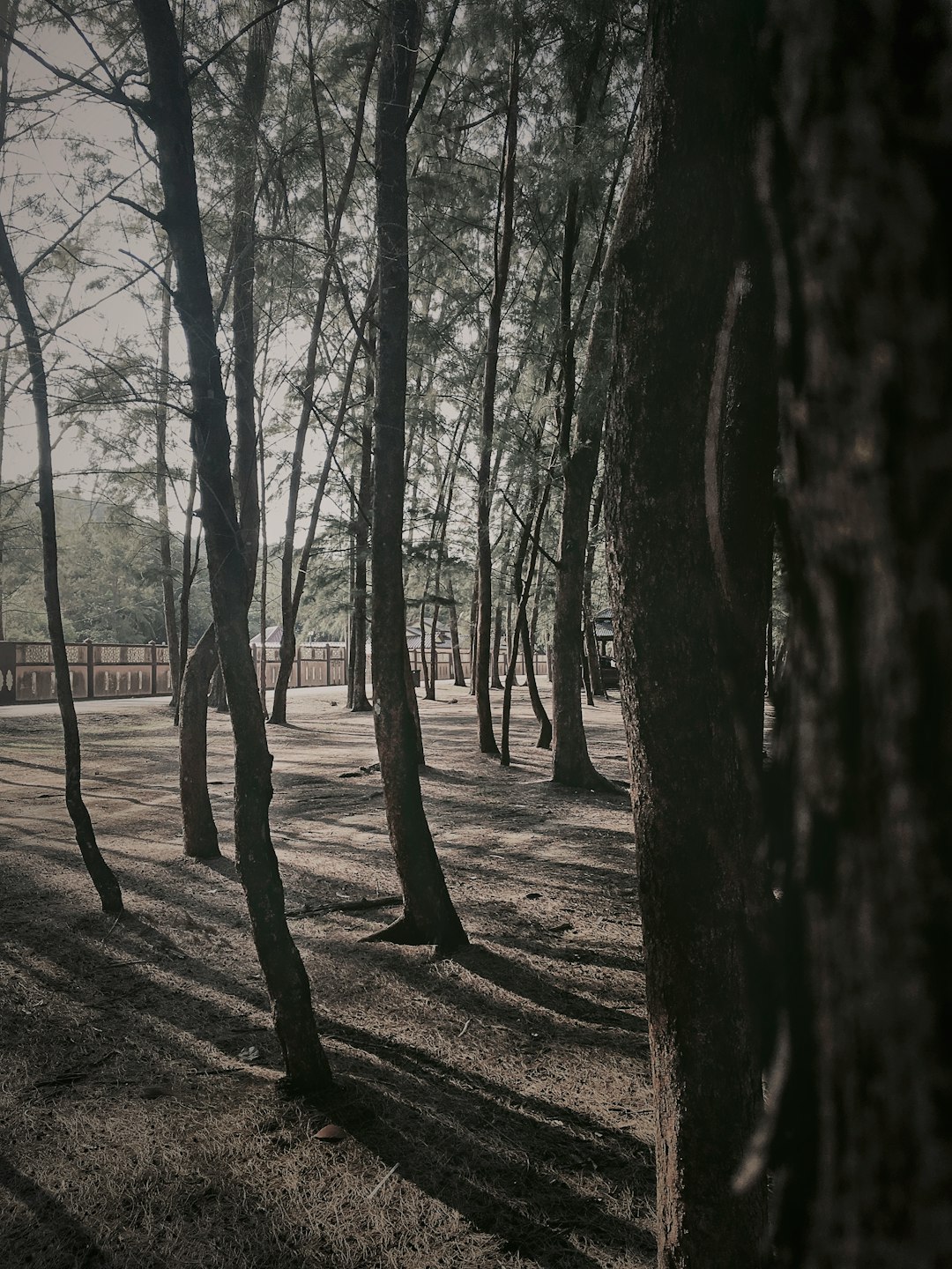 Forest photo spot Kampung Geliga Besar Kuantan