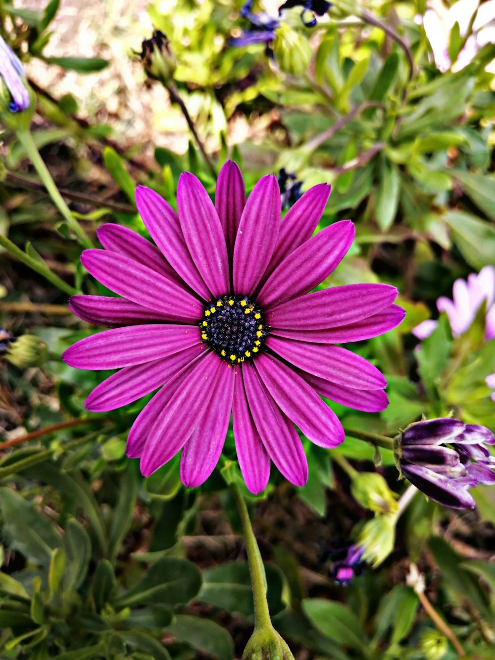 purple flower in tilt shift lens