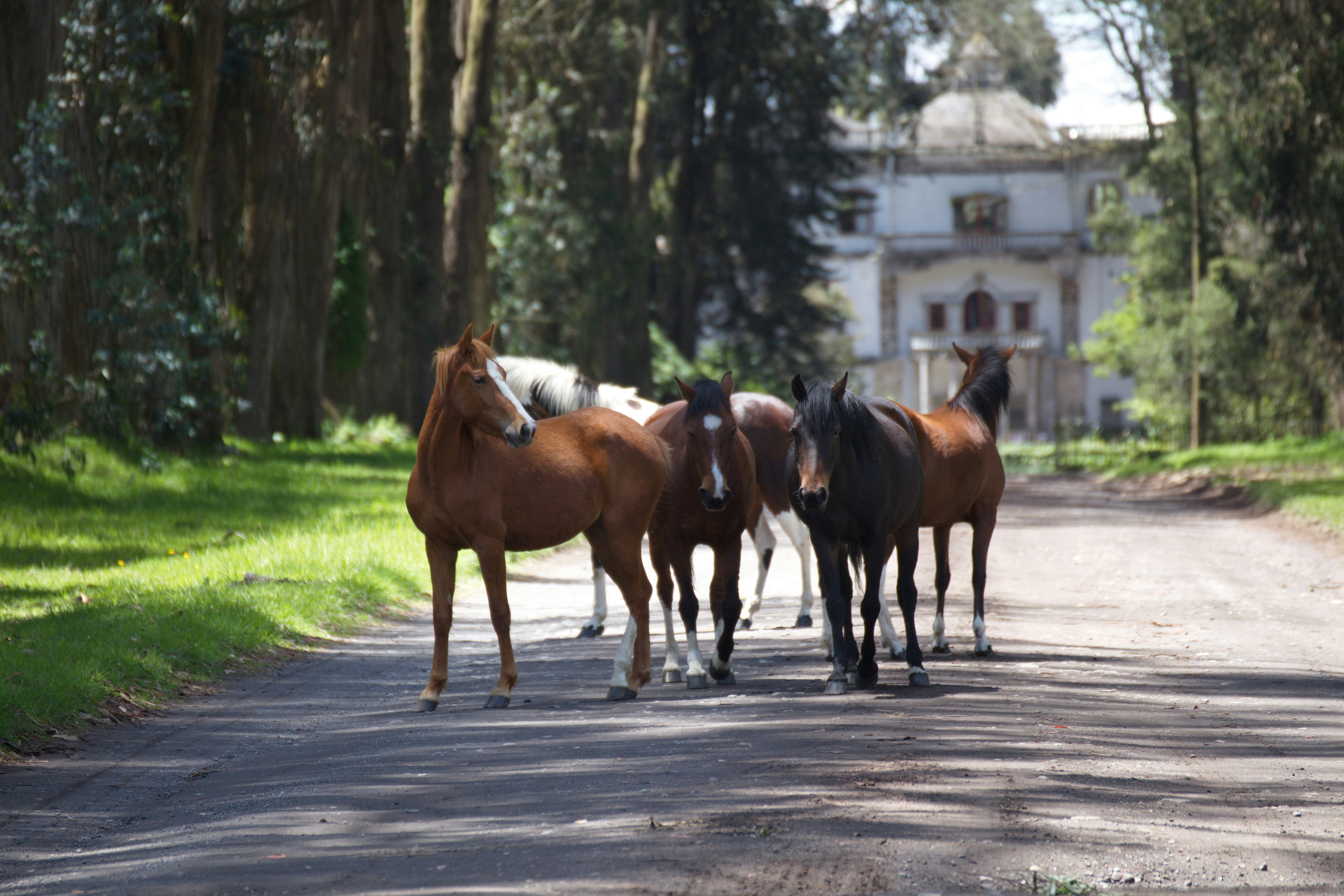 people riding horses on road during daytime
