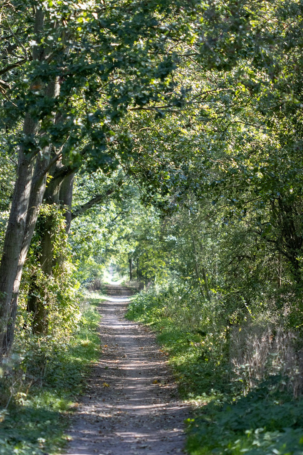 green trees on forest during daytime