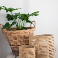 green plant on brown woven basket