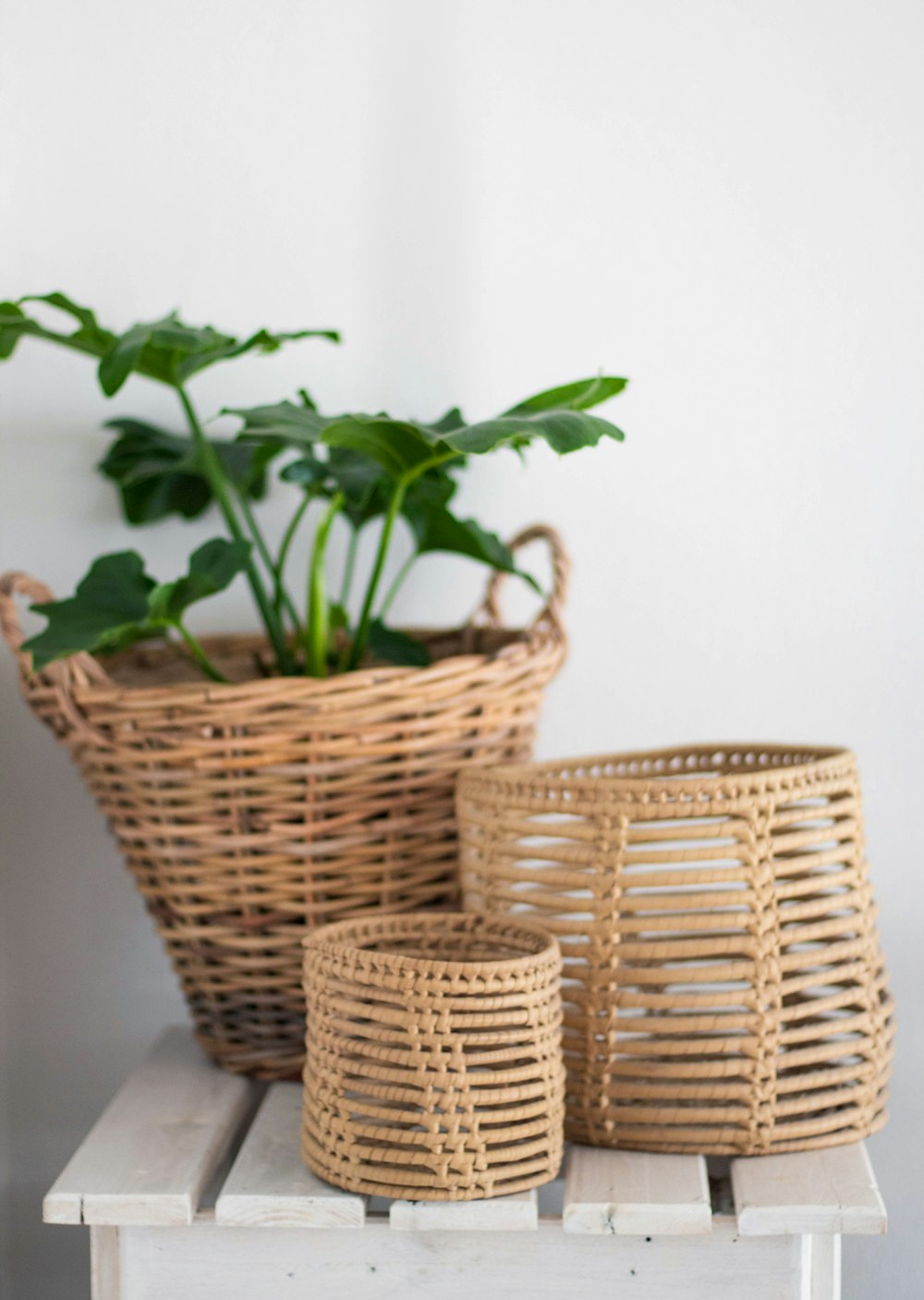 green plant on brown woven basket