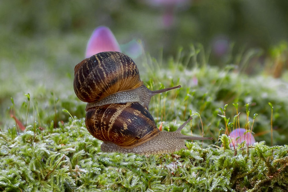 escargot brun sur l’herbe verte pendant la journée