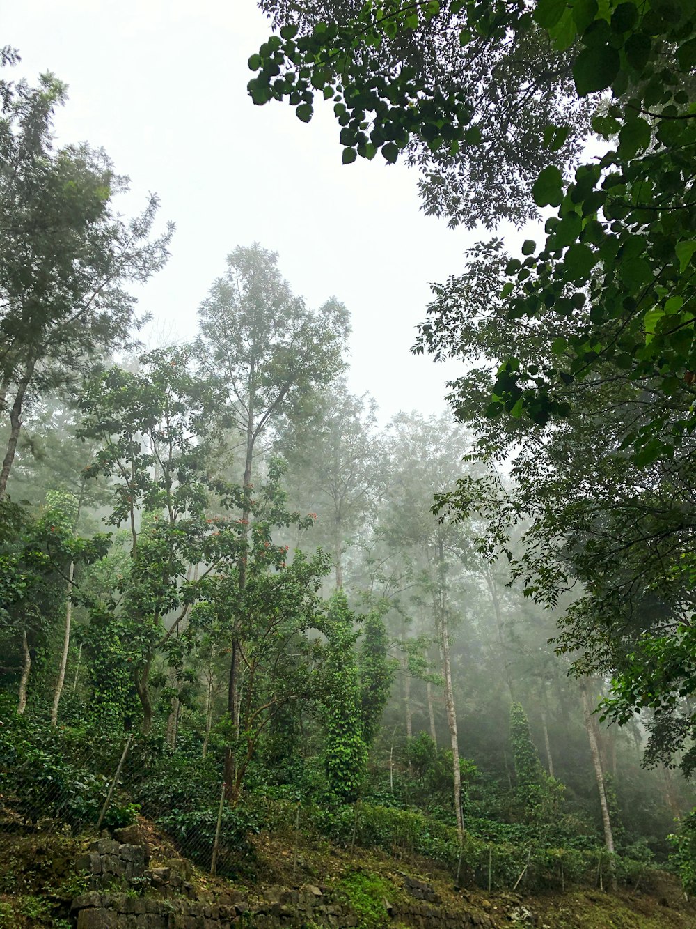 green trees under white sky during daytime