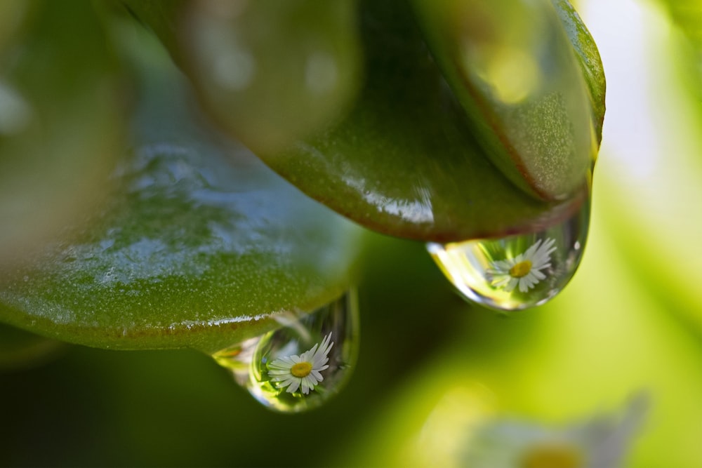 water dew on green leaf